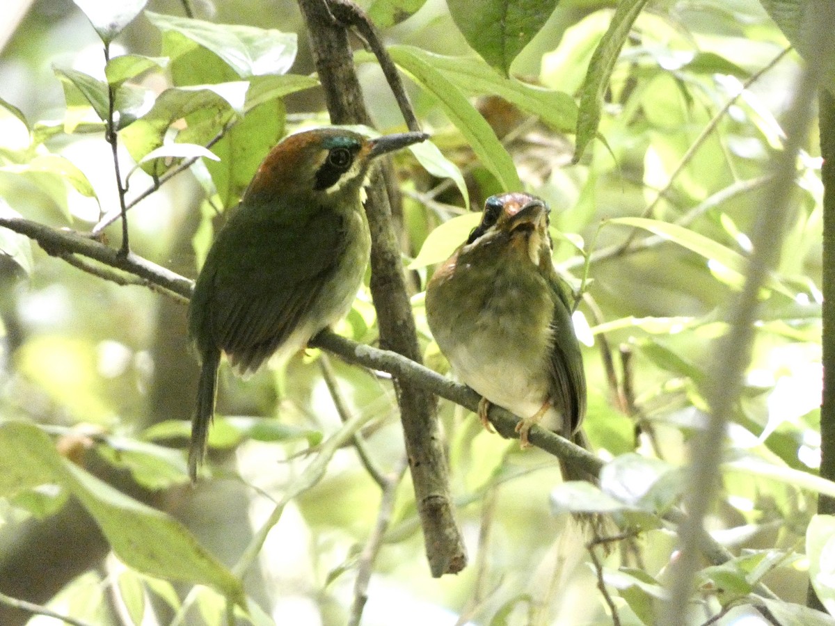 Tody Motmot - ML631941254