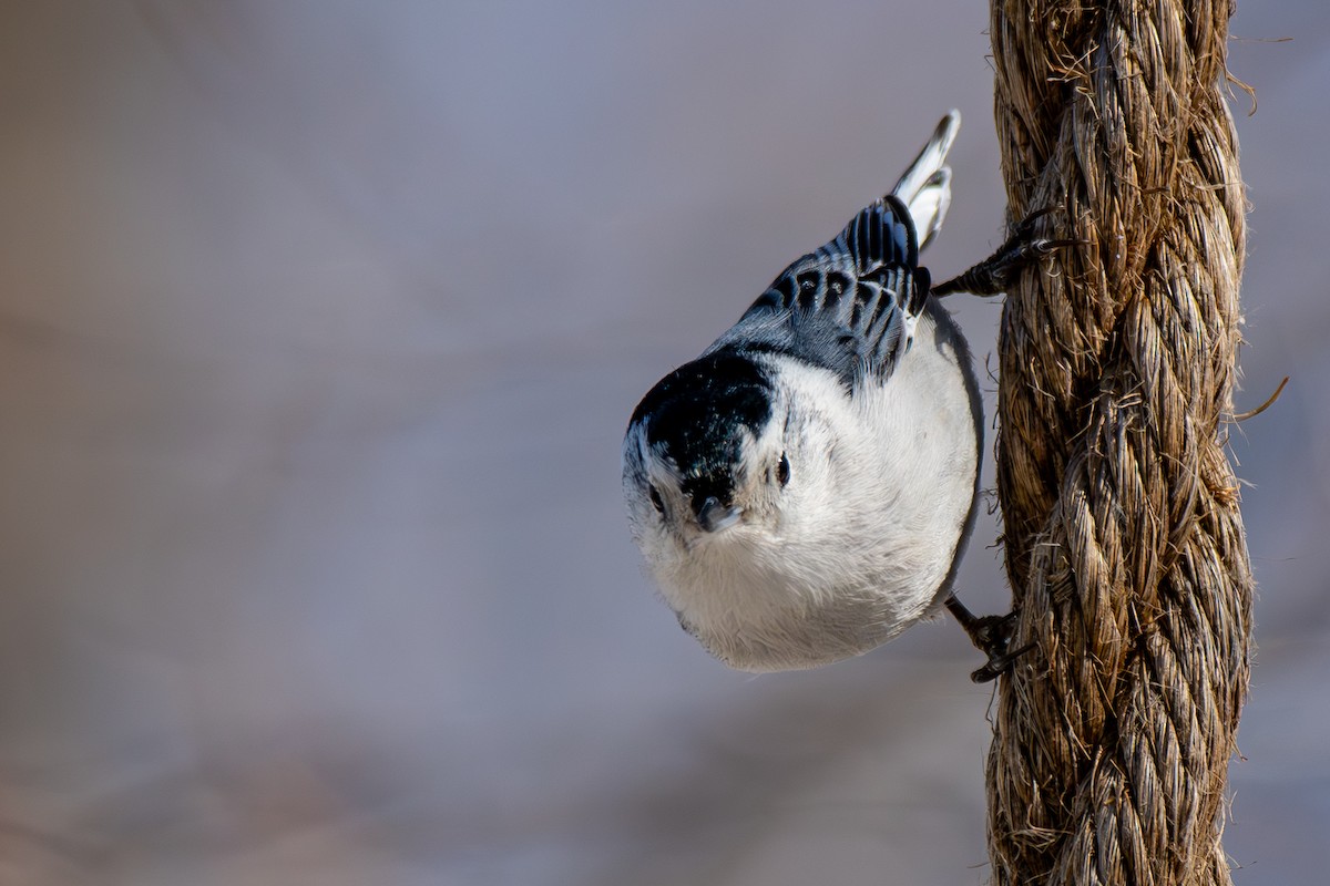 White-breasted Nuthatch - ML631941291