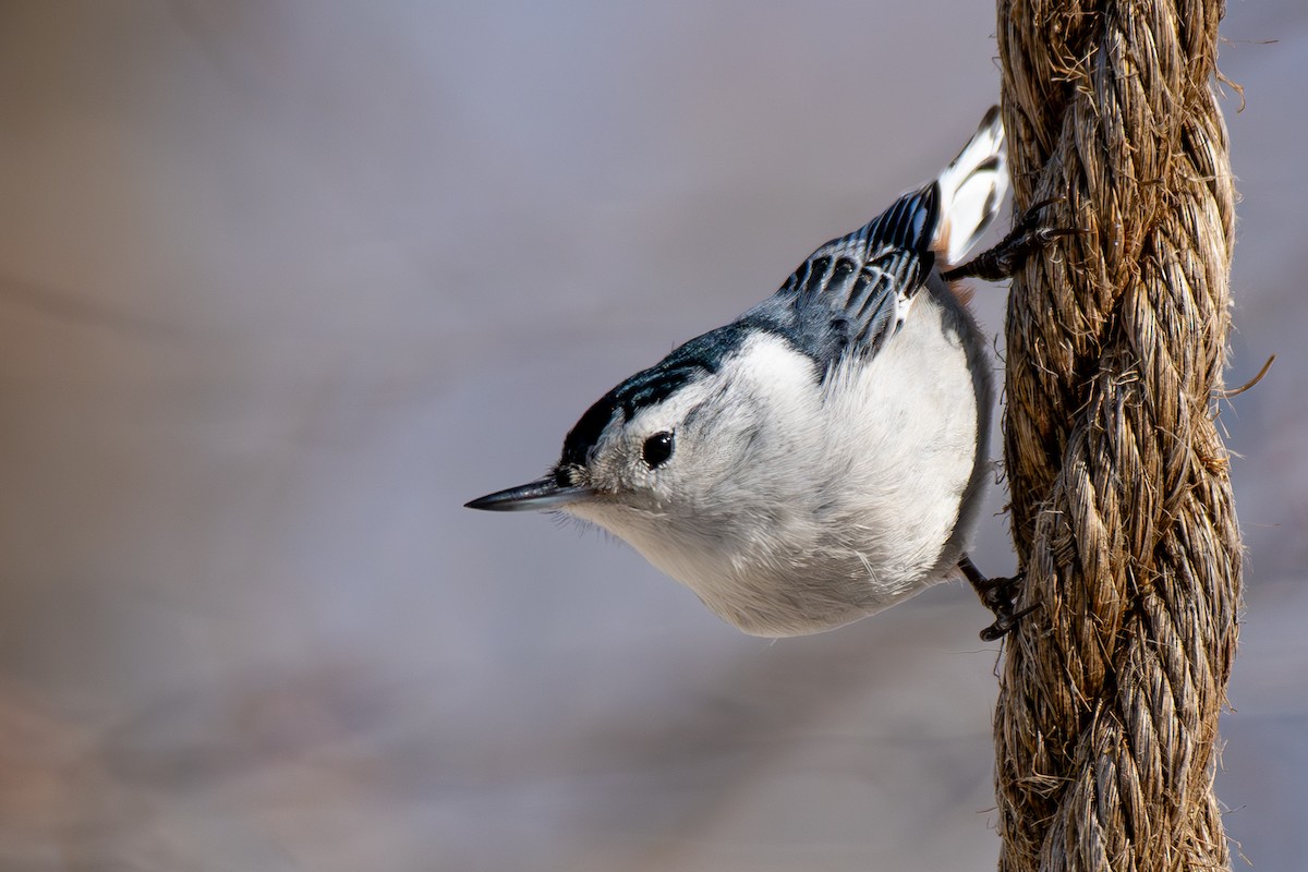 White-breasted Nuthatch - ML631941292