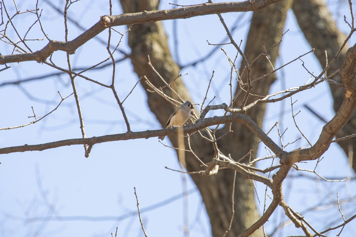 Tufted Titmouse - ML631941327
