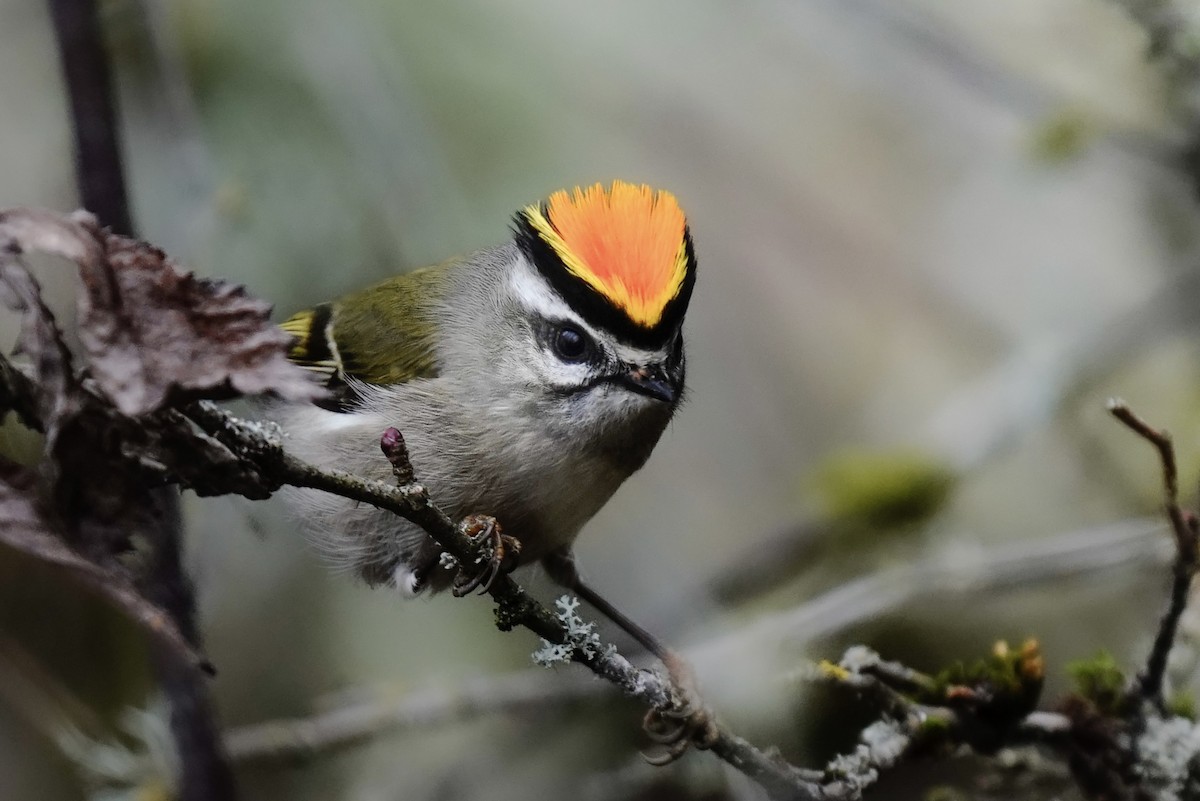 Golden-crowned Kinglet - ML631941407