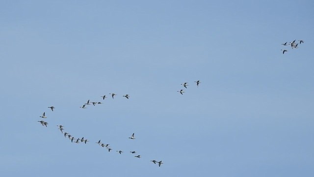 Northern Pintail - ML631941419