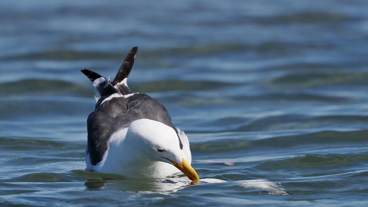 Goéland d'Audubon - ML631941429