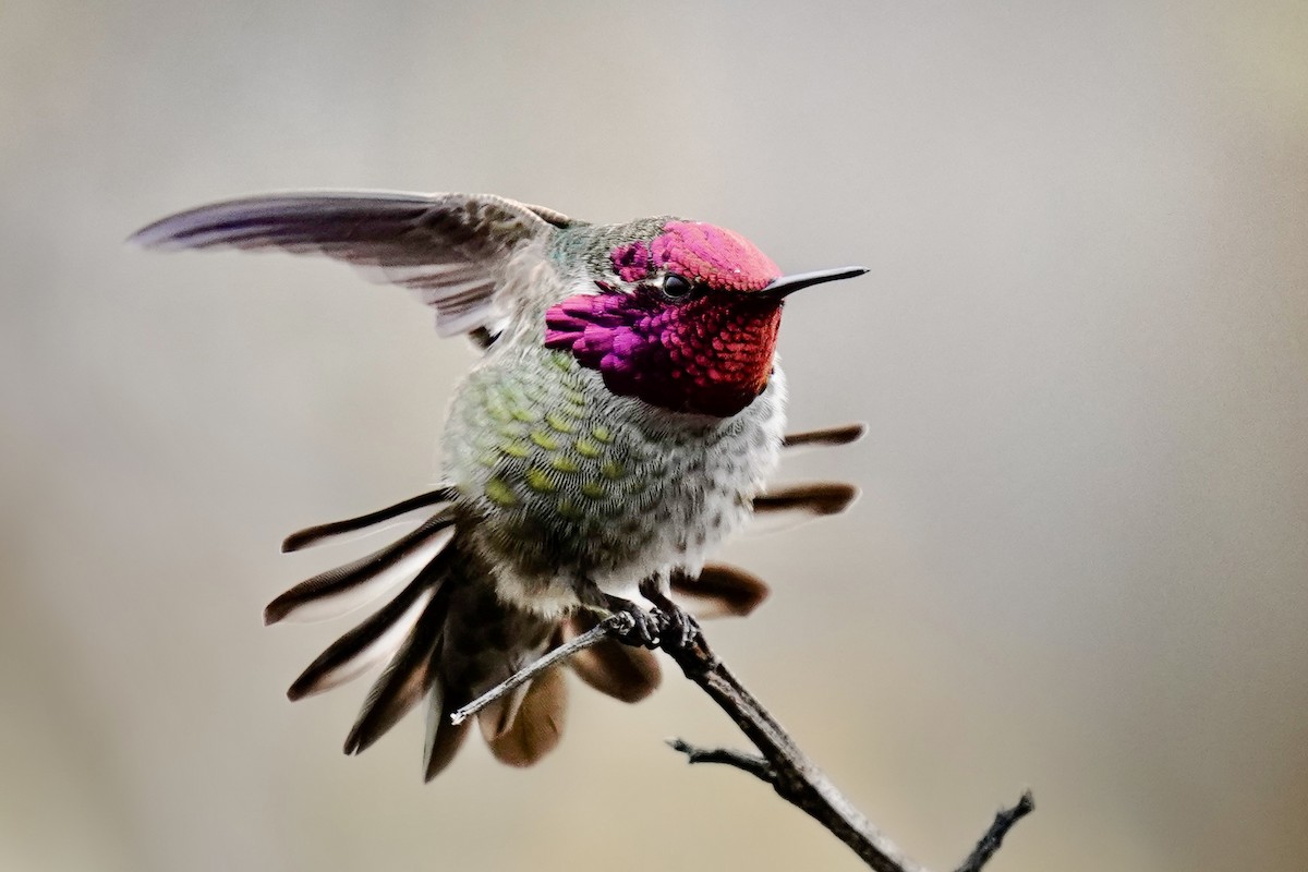 Anna's Hummingbird - ML631941437