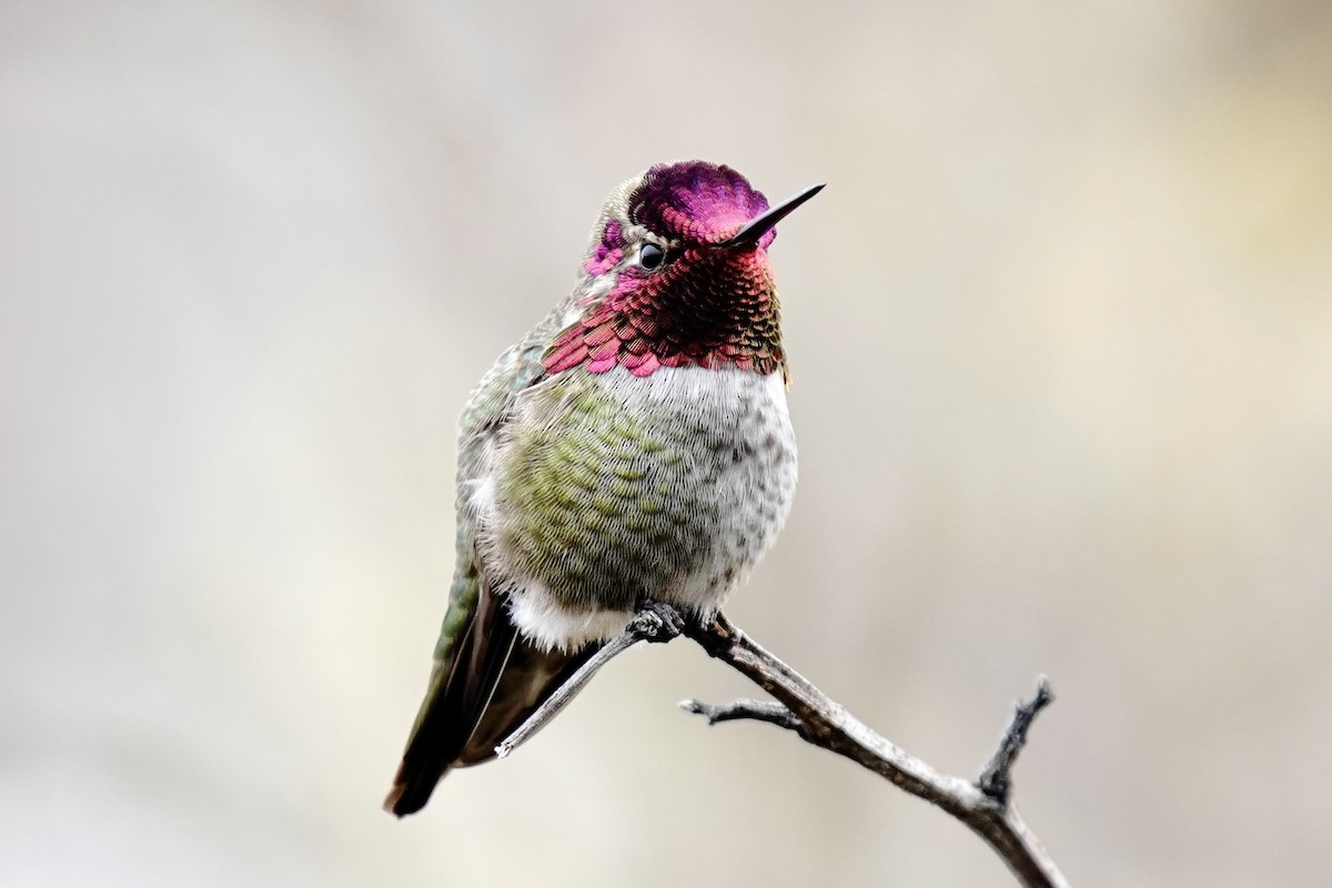 Anna's Hummingbird - ML631941438