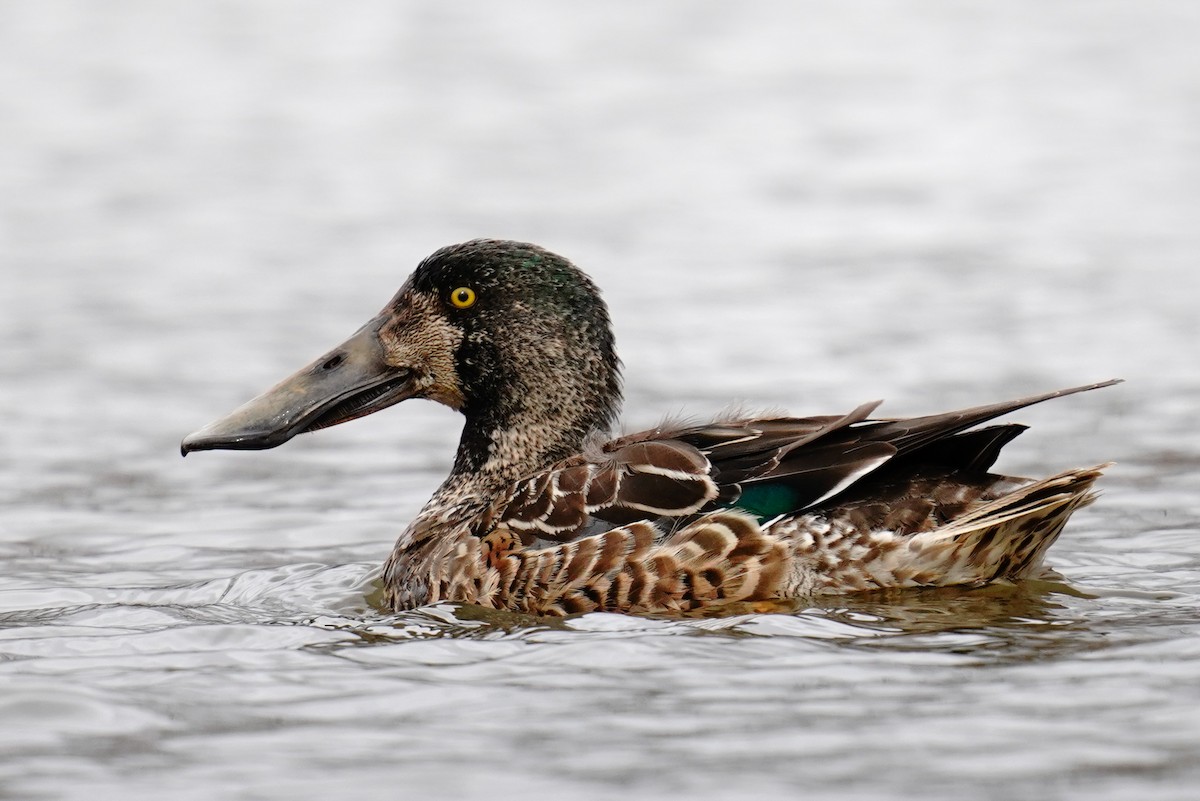 Northern Shoveler - ML631941449