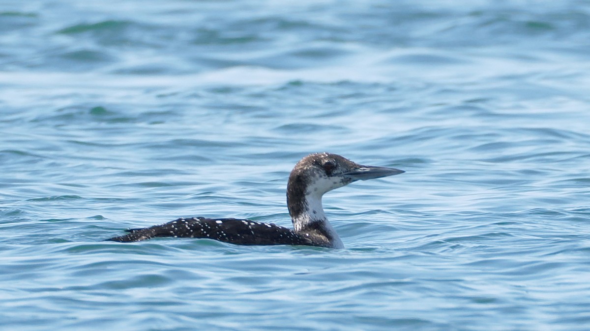Plongeon huard - ML631941453