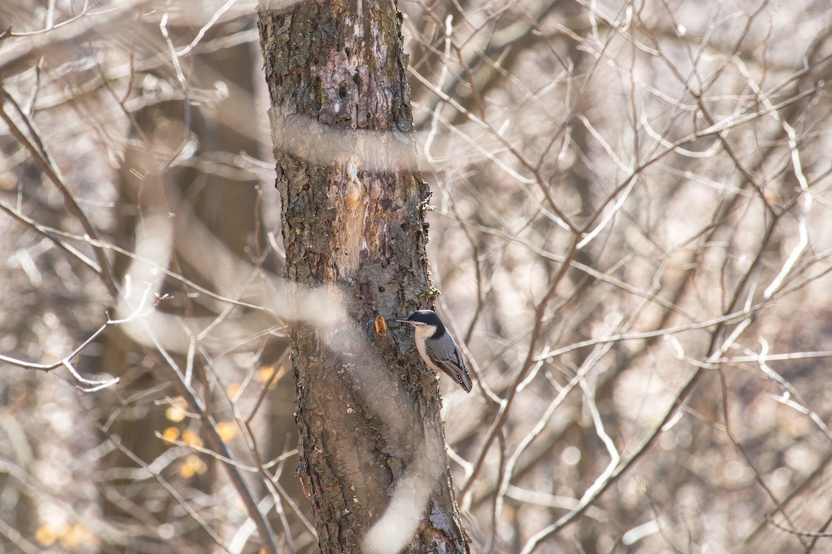 White-breasted Nuthatch - ML631941598