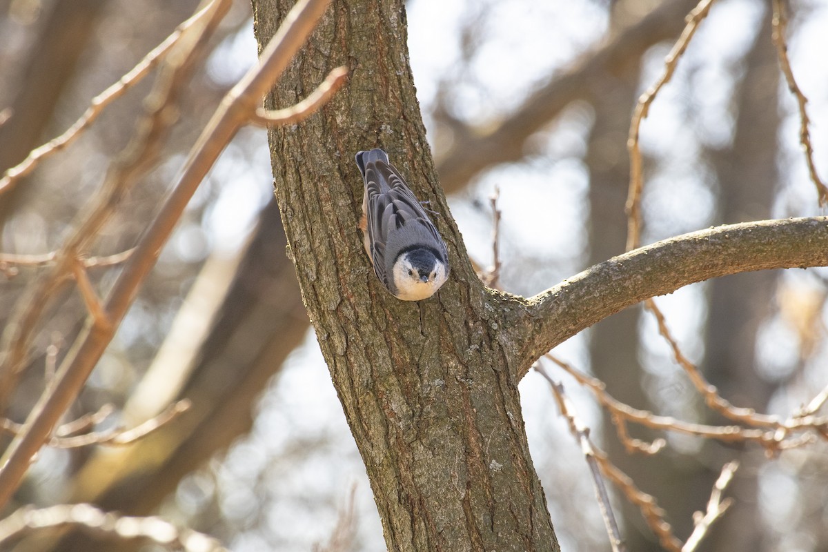 White-breasted Nuthatch - ML631941601