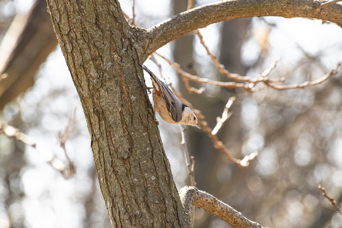 White-breasted Nuthatch - ML631941602