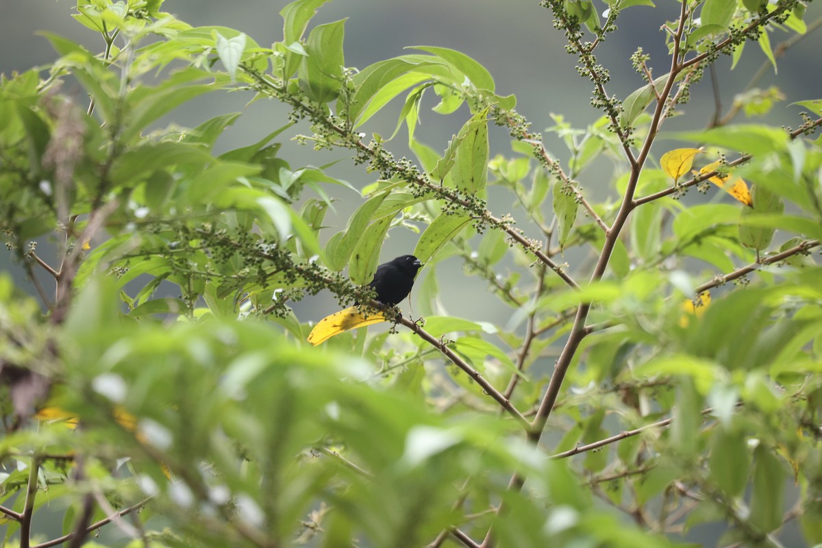 Variable Seedeater - ML631941610