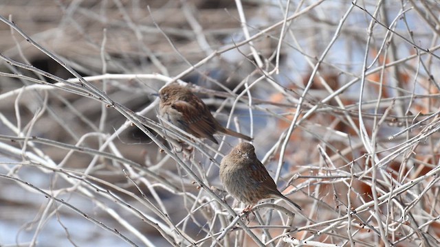 Japanese Accentor - ML631942117