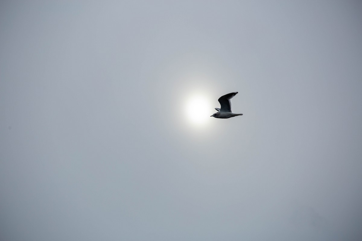 Short-billed Gull - ML631942160