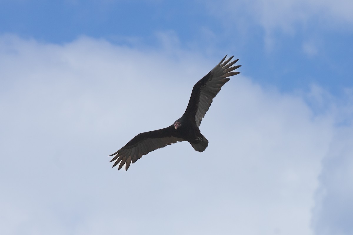Turkey Vulture - ML631942252