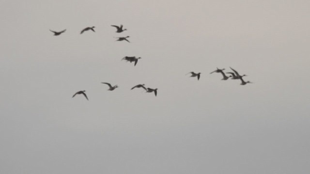 Northern Pintail - ML631942259