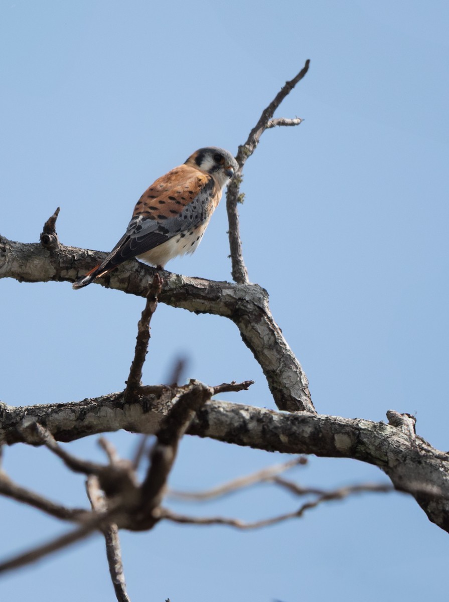 American Kestrel - ML631942274