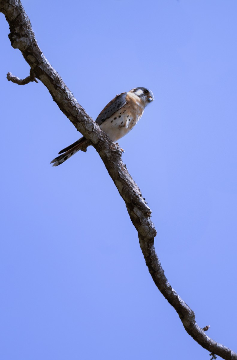American Kestrel - ML631942275