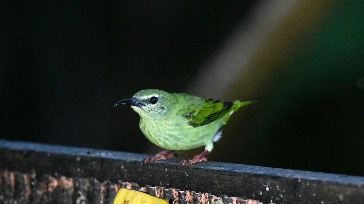 Red-legged Honeycreeper - ML631942334