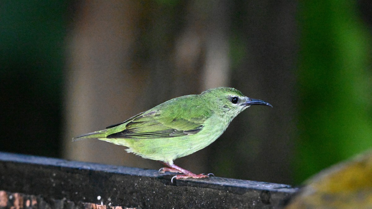 Red-legged Honeycreeper - ML631942544