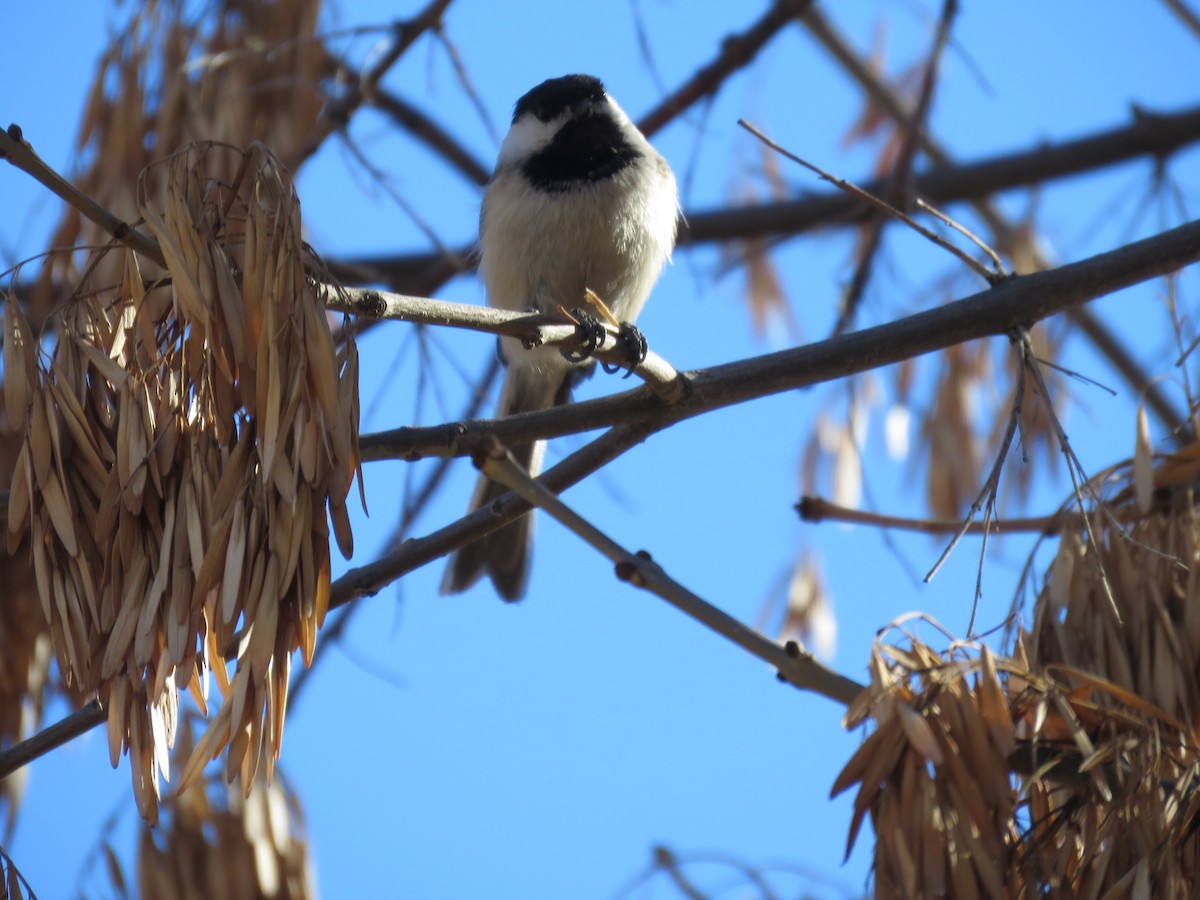 Mésange à tête noire - ML631942626