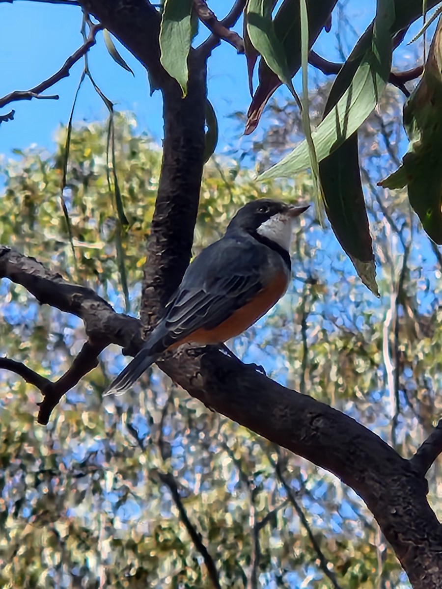 Rufous Whistler - ML631942741