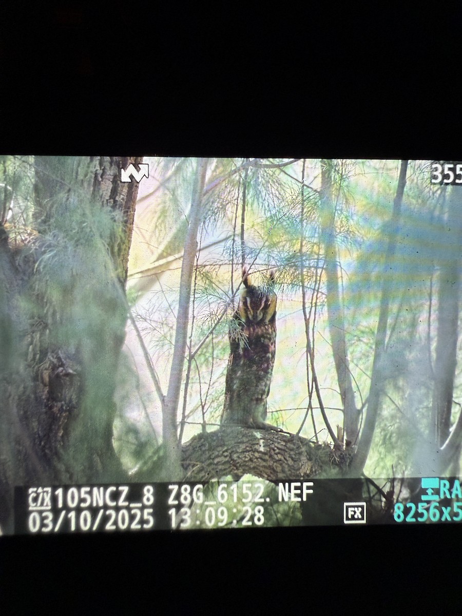 kalous ušatý - ML631942766