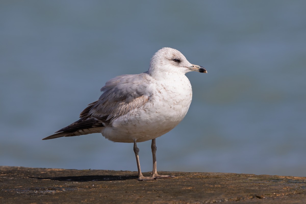 Ring-billed Gull - ML631942933