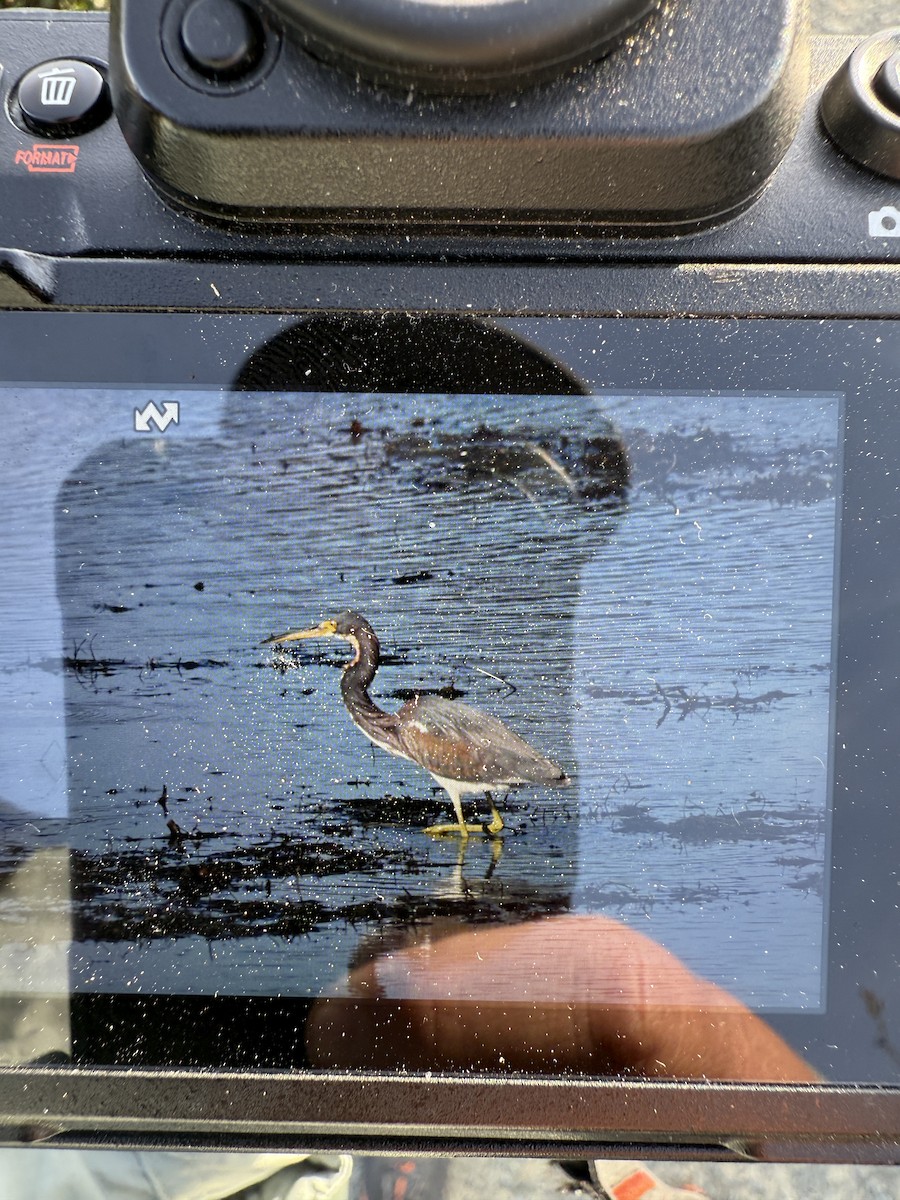 volavka tříbarvá - ML631942948