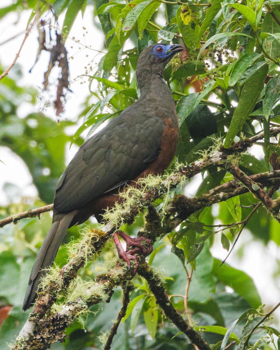 Sickle-winged Guan - ML631943043