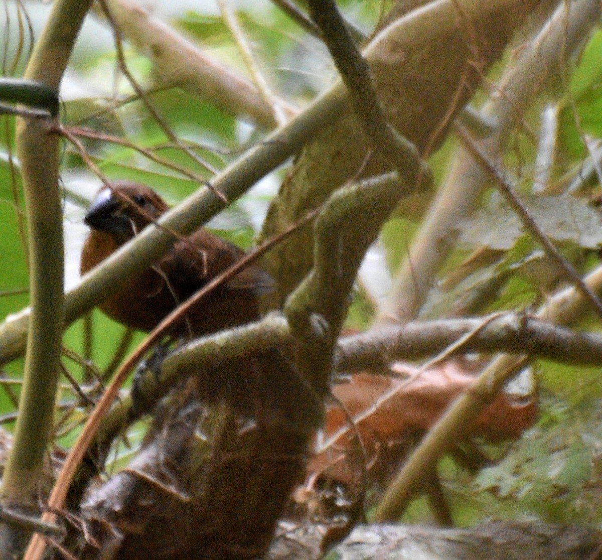 Blue-black Grosbeak - ML631943047