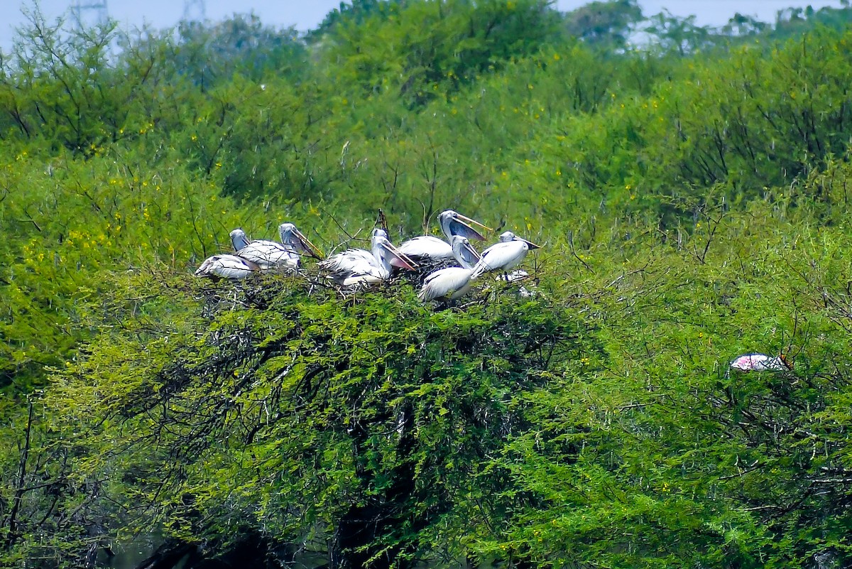 Spot-billed Pelican - ML631943074