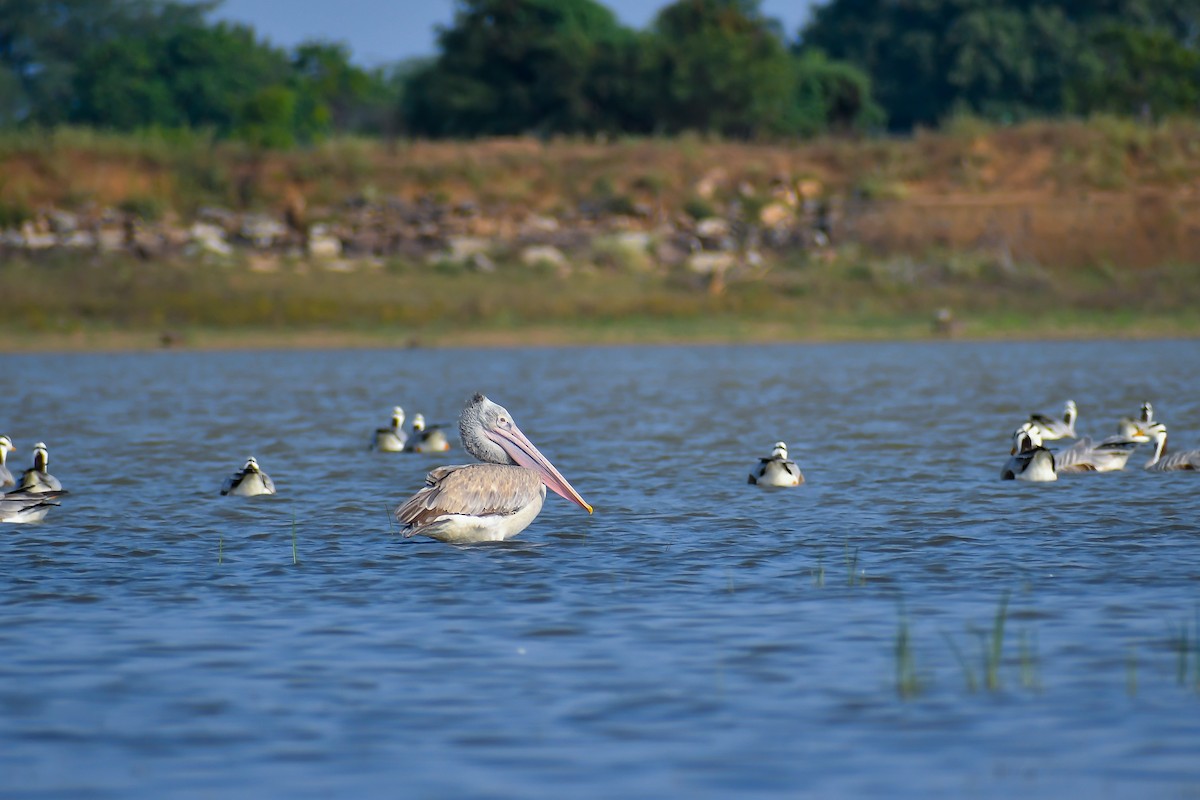 Spot-billed Pelican - ML631943075