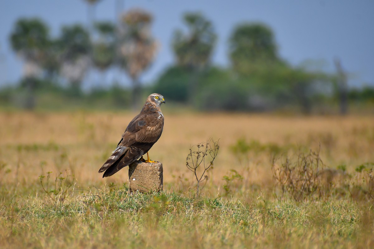 Montagu's Harrier - ML631943079