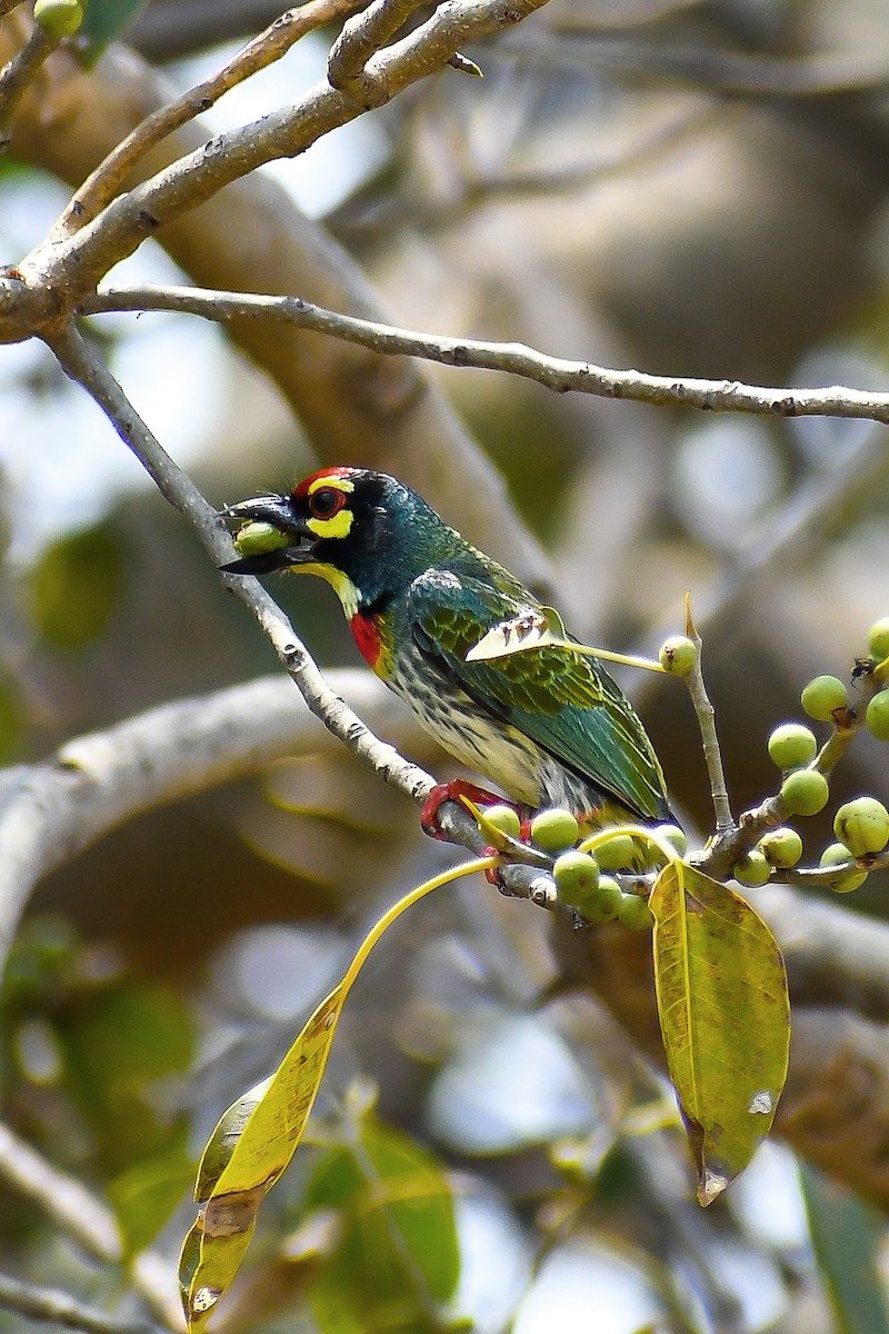 Coppersmith Barbet - ML631943083