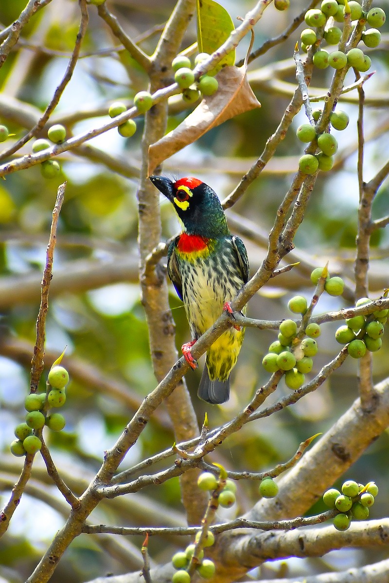 Coppersmith Barbet - ML631943084