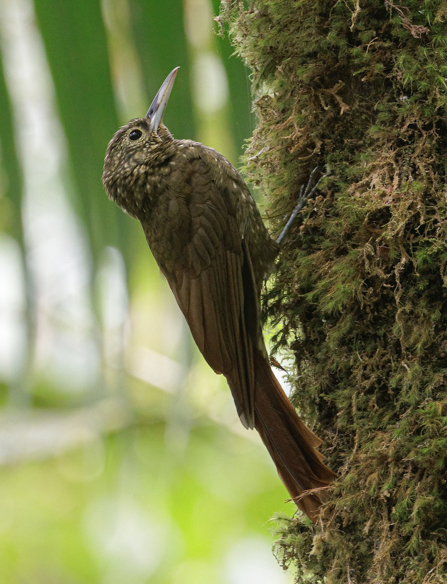 Yeşil Sırtlı Tırmaşık - ML631943087