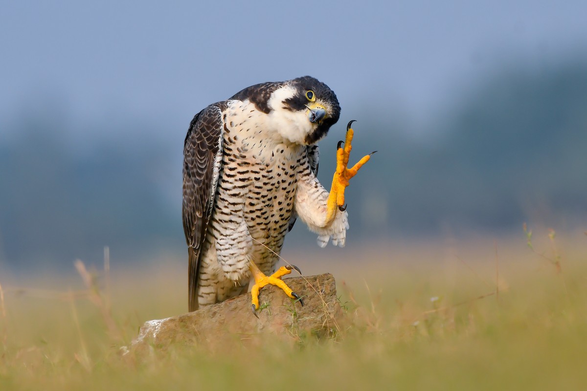 Peregrine Falcon - ML631943091