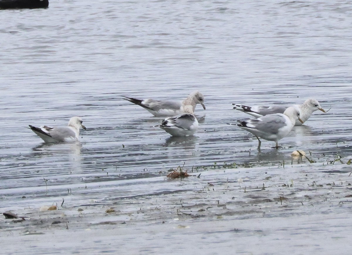 Short-billed Gull - ML631943105