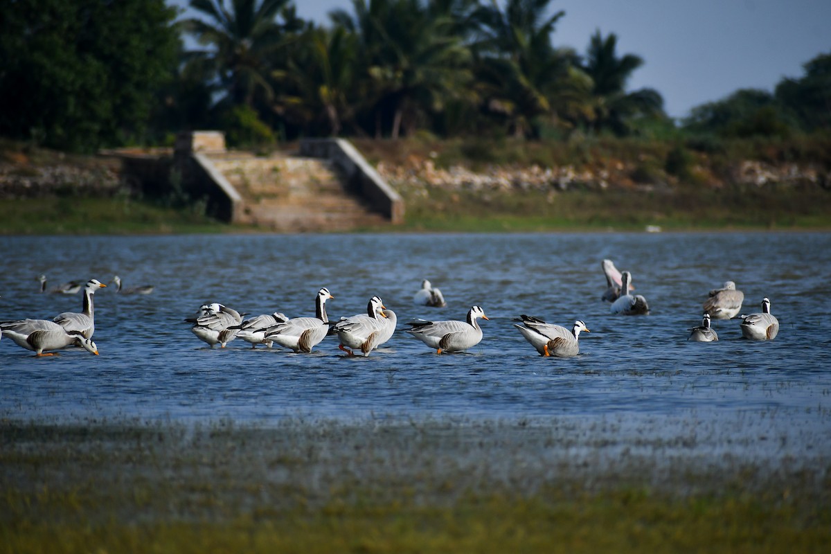 Bar-headed Goose - ML631943107