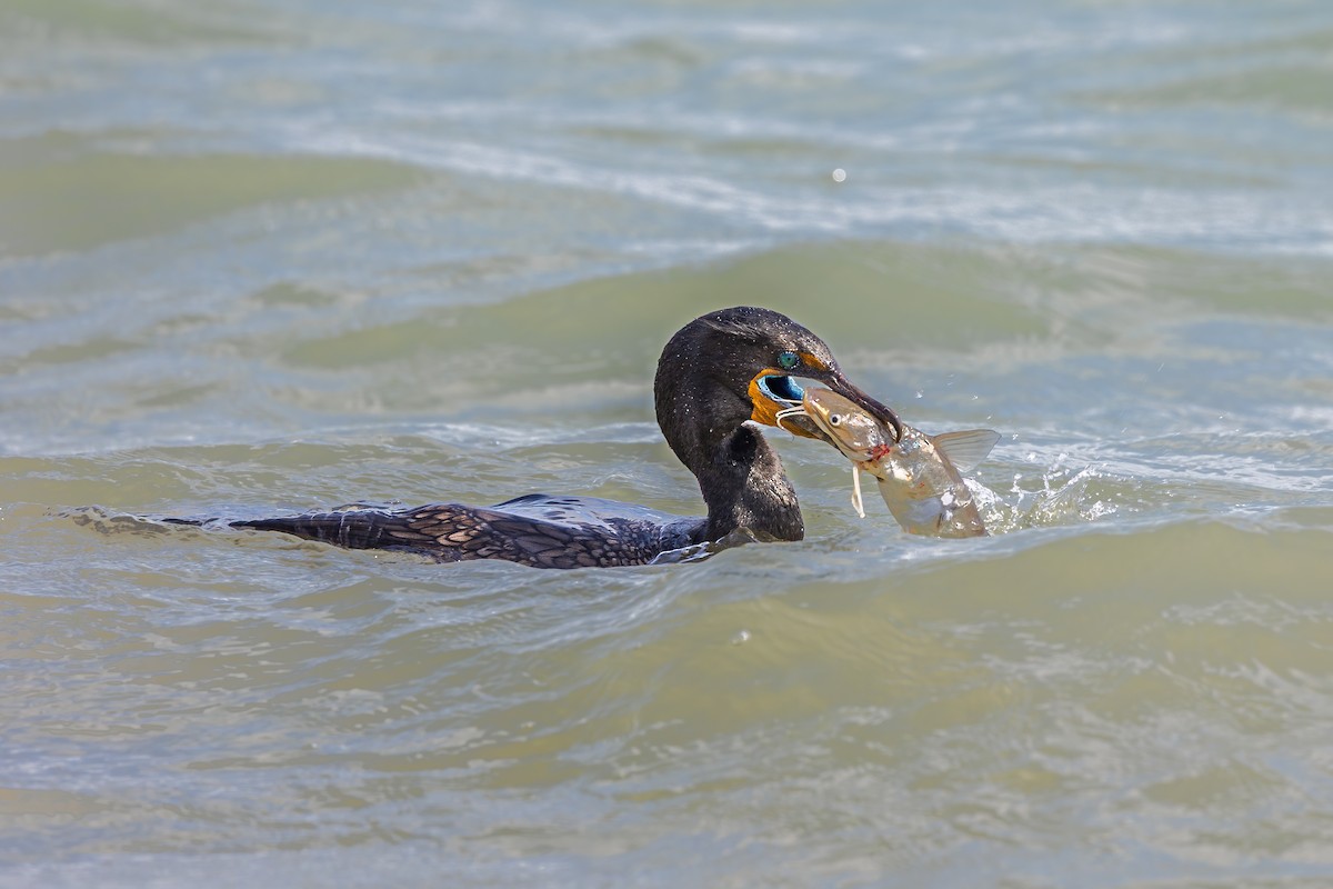 Double-crested Cormorant - ML631943108