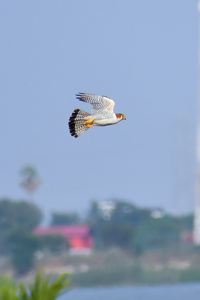 Red-necked Falcon - ML631943122