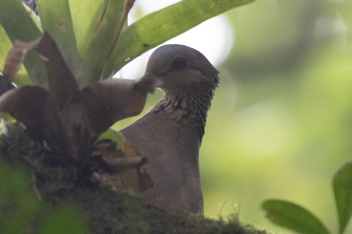 White-faced Quail-Dove - ML631943153