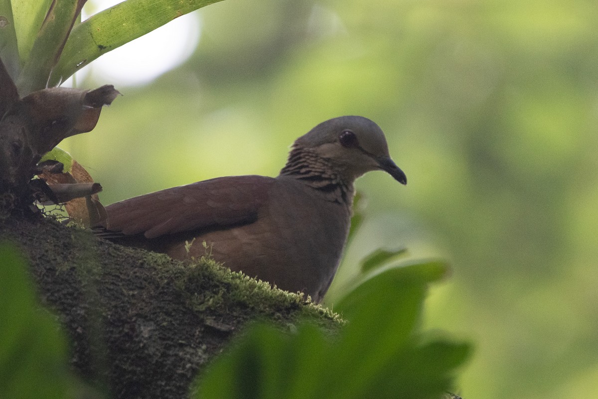 White-faced Quail-Dove - ML631943156