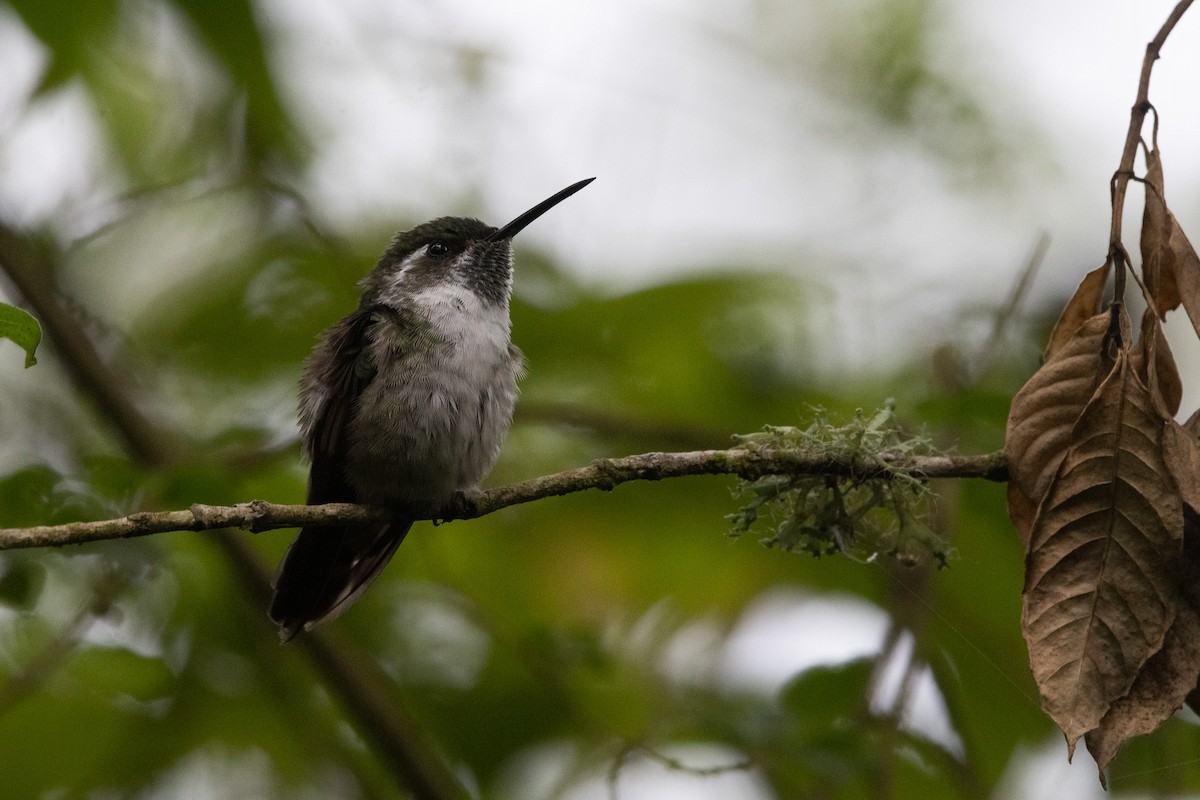 Green-throated Mountain-gem - ML631943163