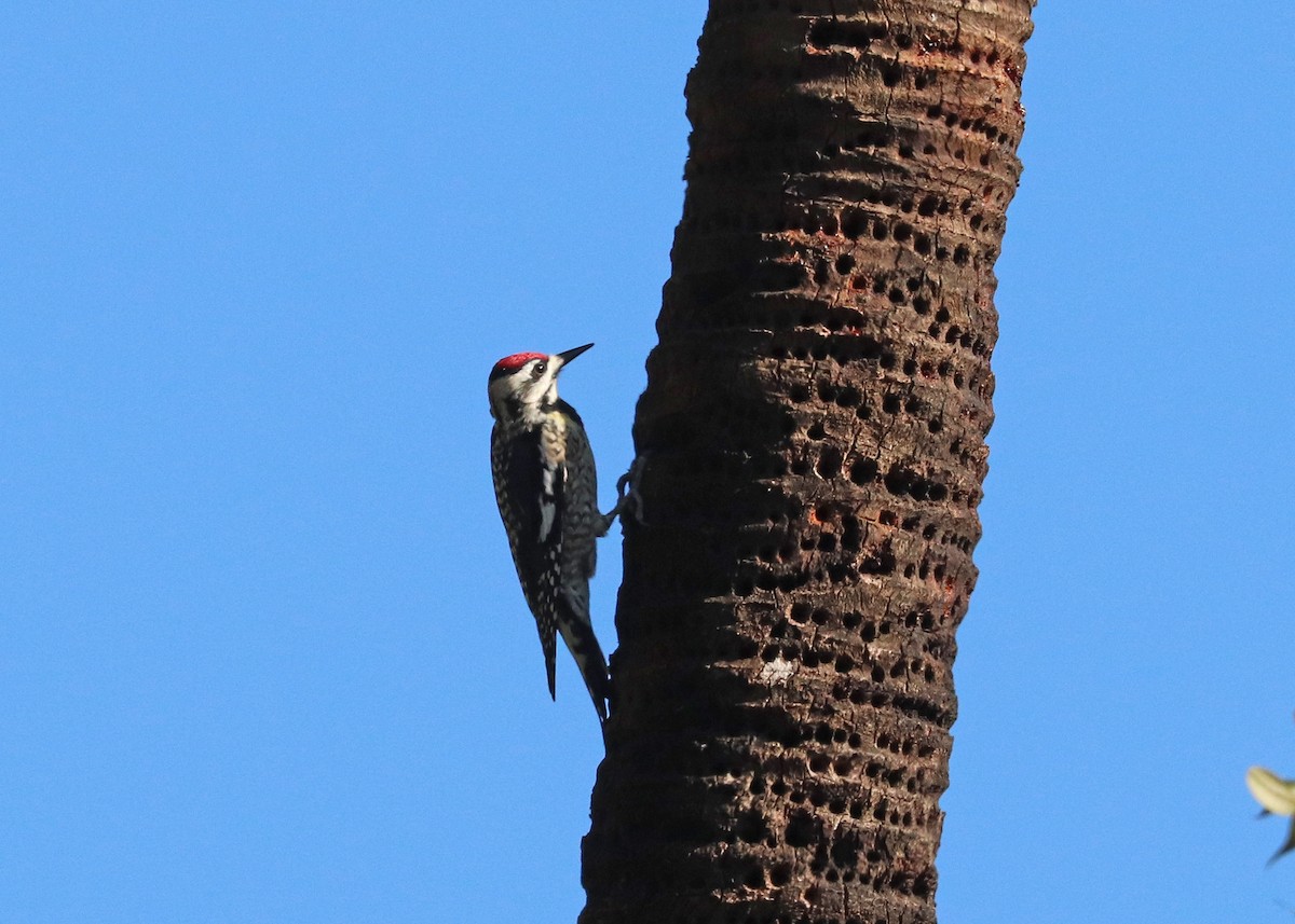 kanadasevjespett - ML631943183