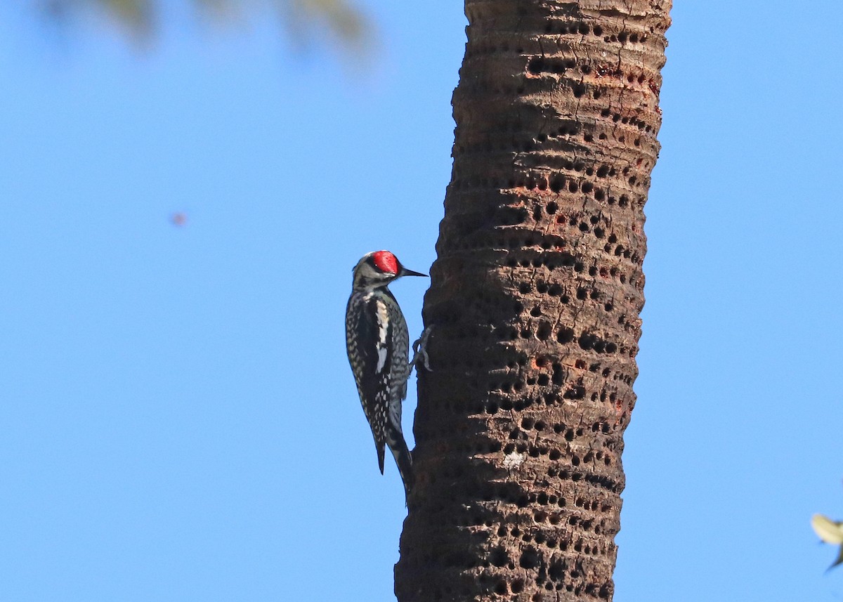 kanadasevjespett - ML631943184