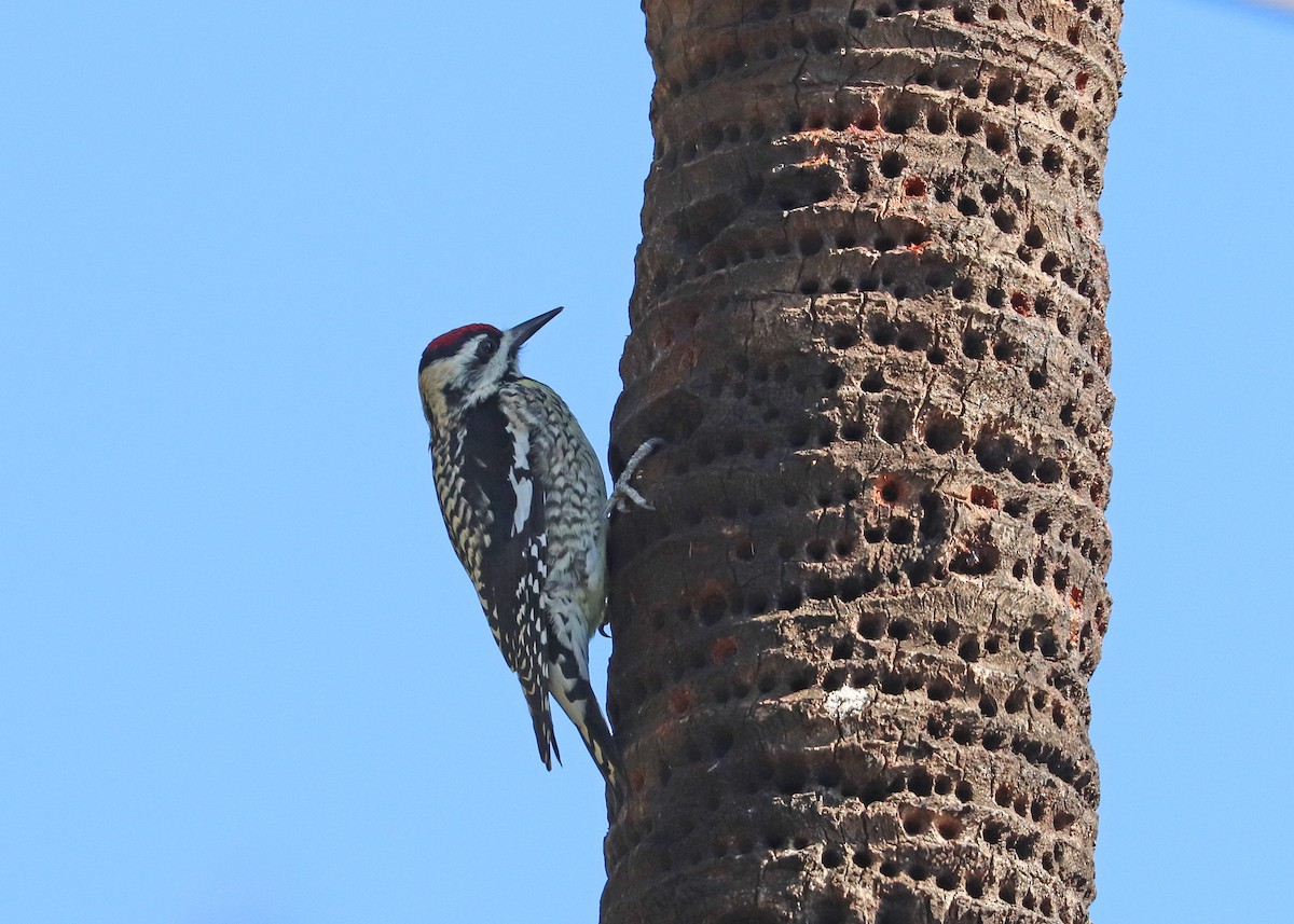 kanadasevjespett - ML631943185