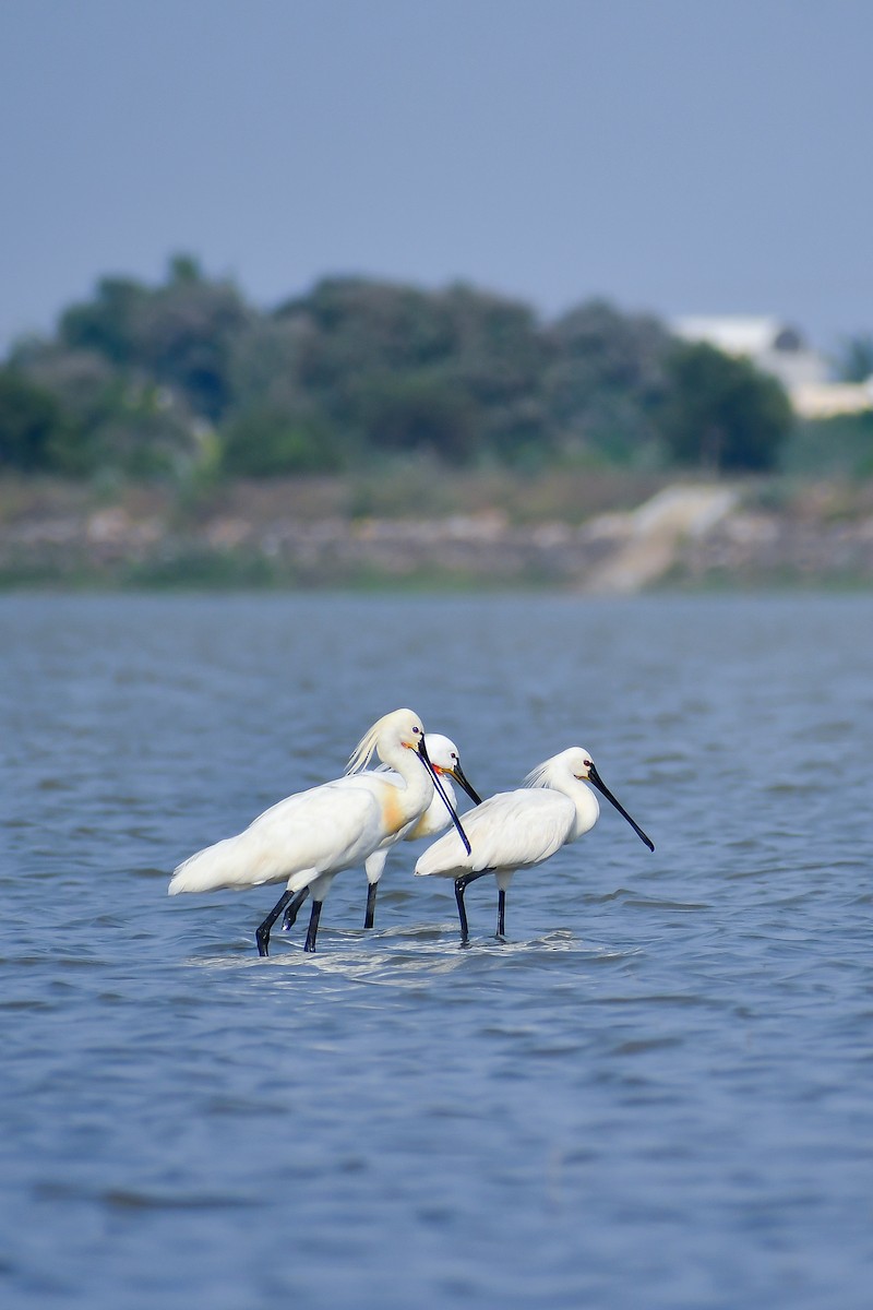 Eurasian Spoonbill - ML631943187