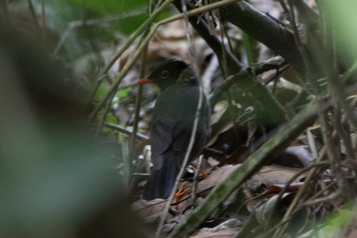 Yellow-throated Nightingale-Thrush - ML631943190