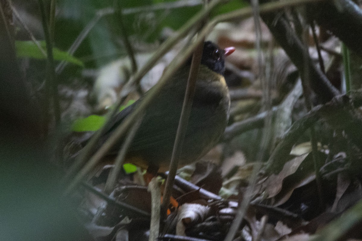 Yellow-throated Nightingale-Thrush - ML631943191